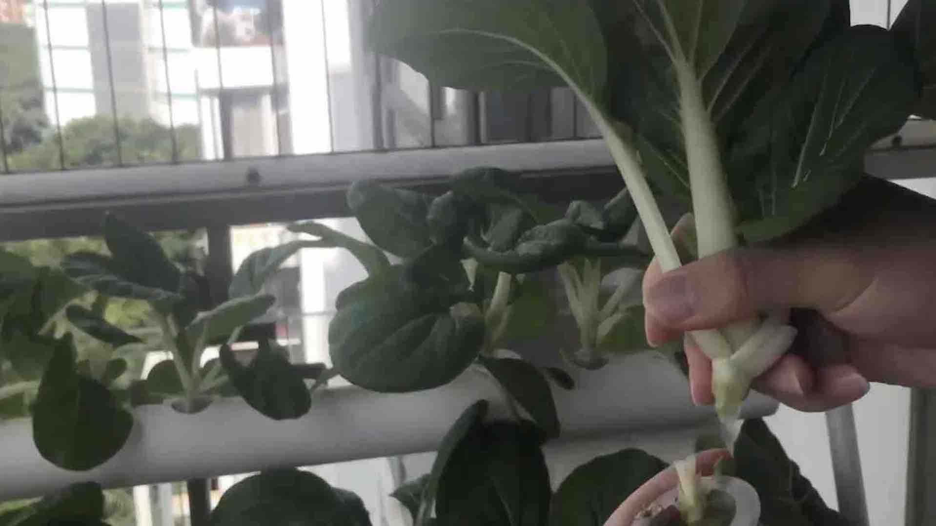A hand lifting a head of bok choy from an NFT hydroponic channel on a balcony