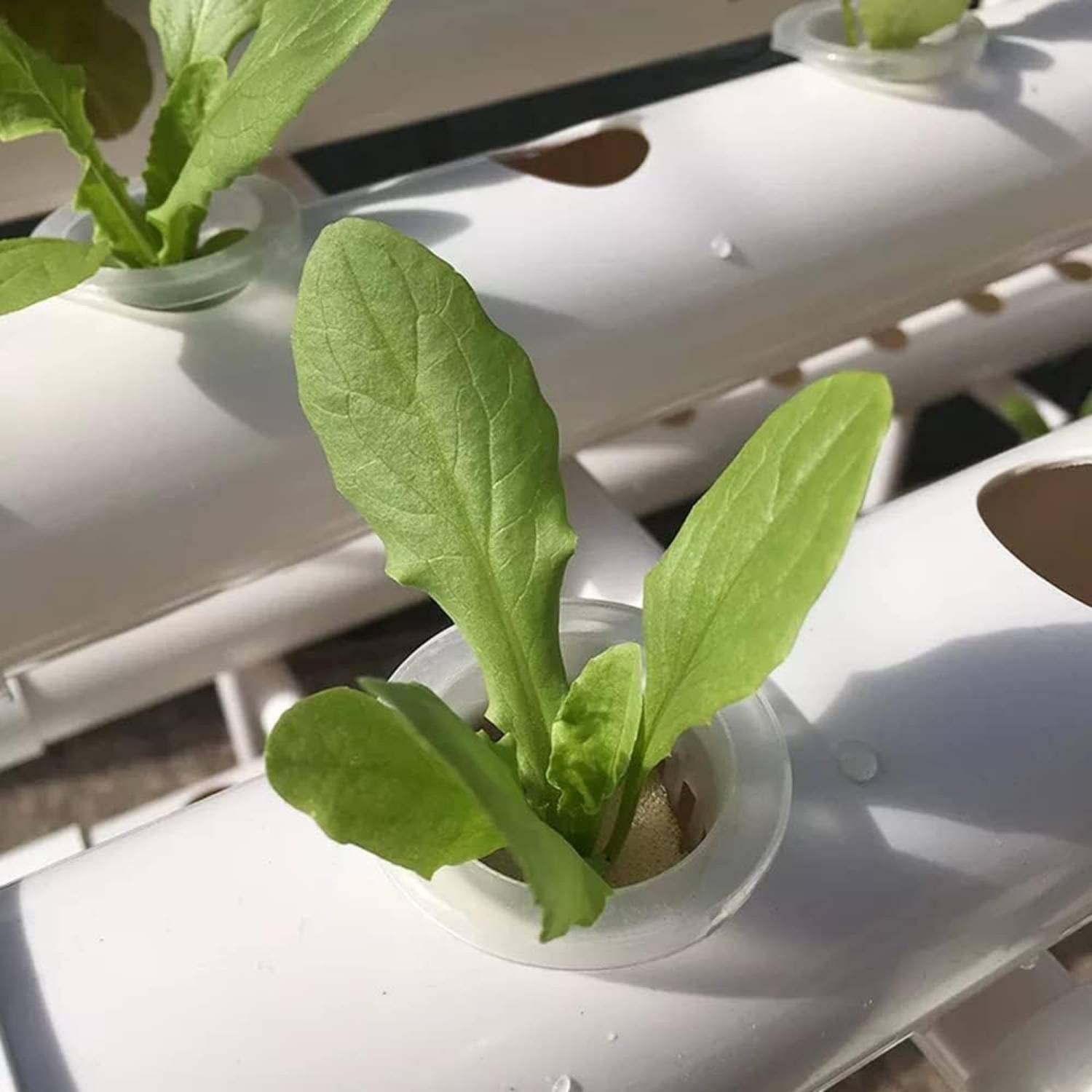 Hydroponics Growing System: image 2