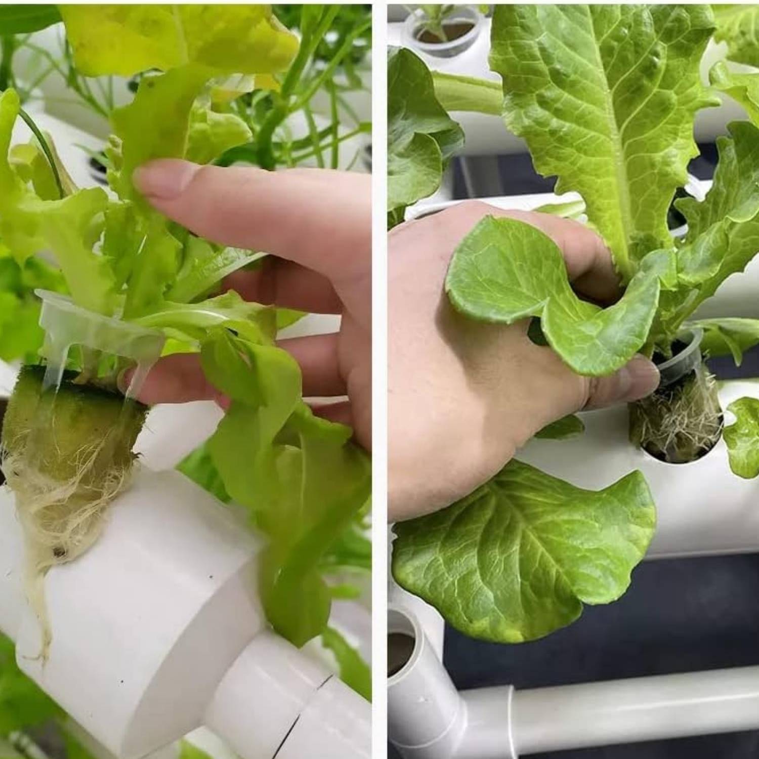 Hydroponics Growing System: image 6