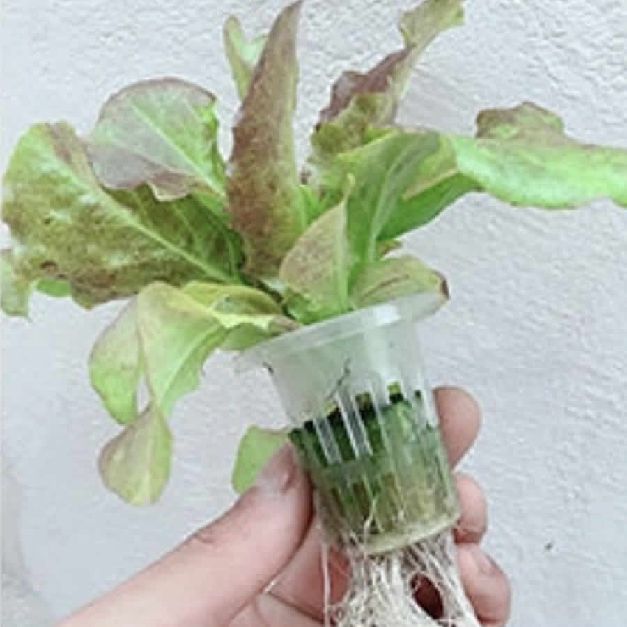 36 Cup NFT Hydroponic Kit: image 5