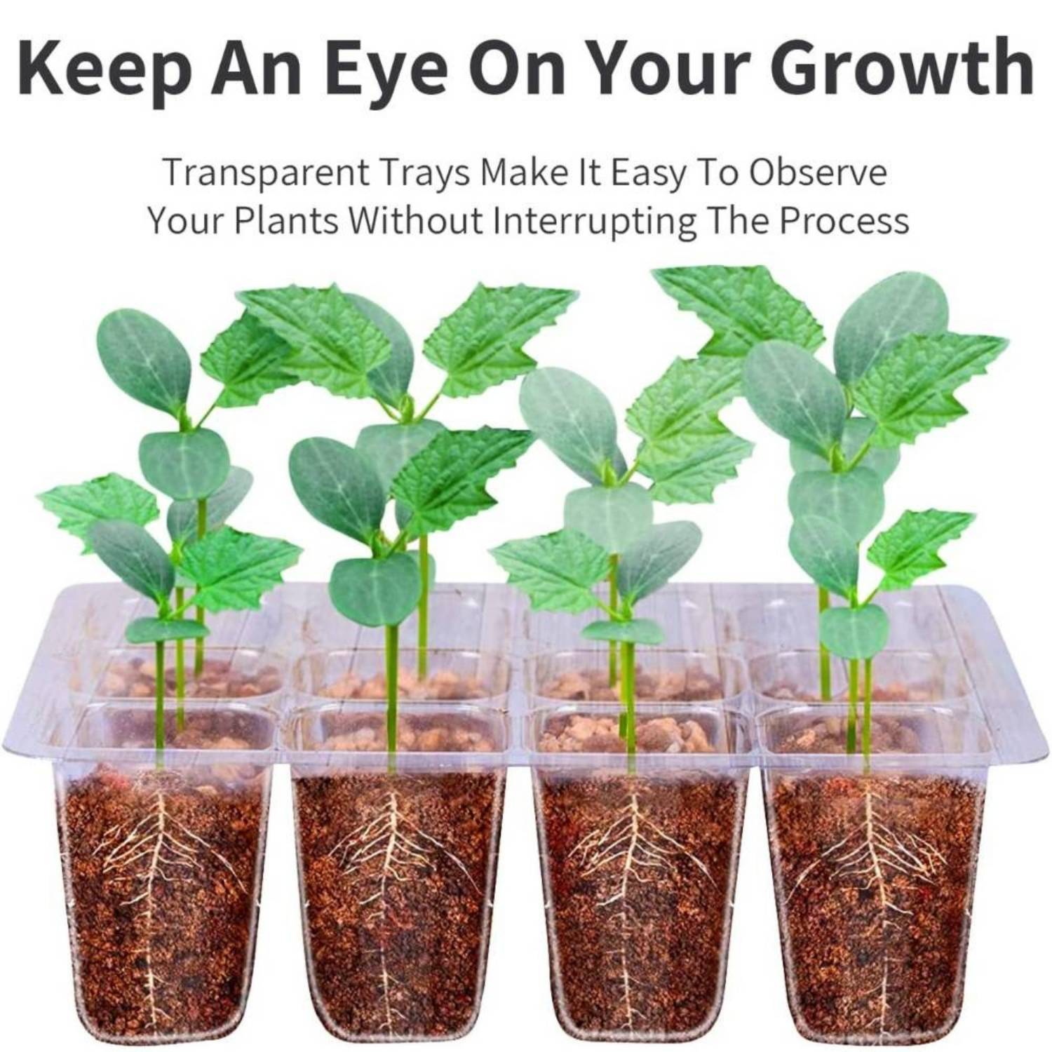 Self Watering Seed Starter Trays: image 5
