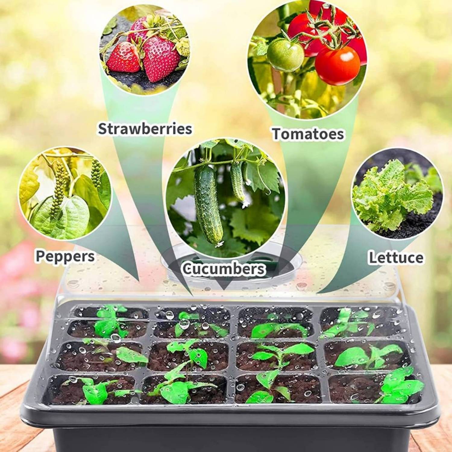 Self Watering Seed Starter Trays: image 11