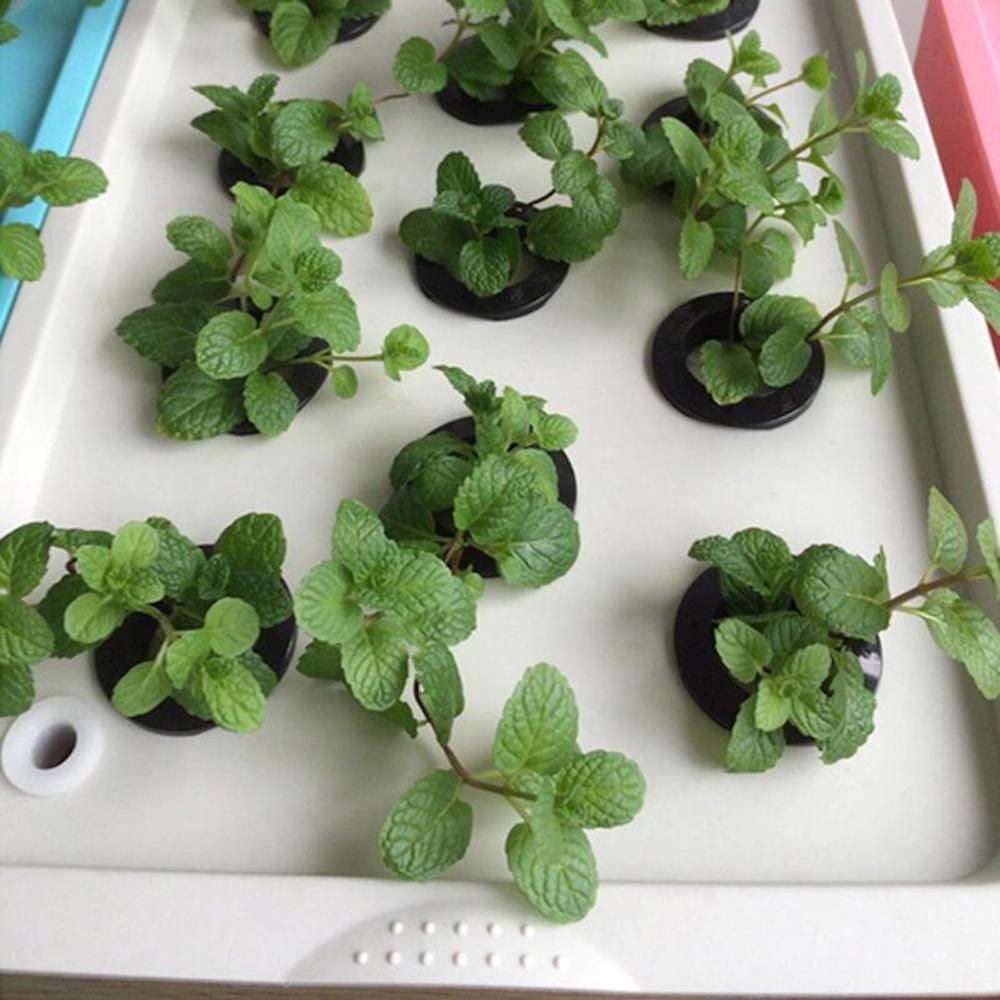 Home Hydroponic System
