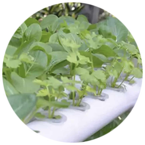where to buy-home hydroponic kits online